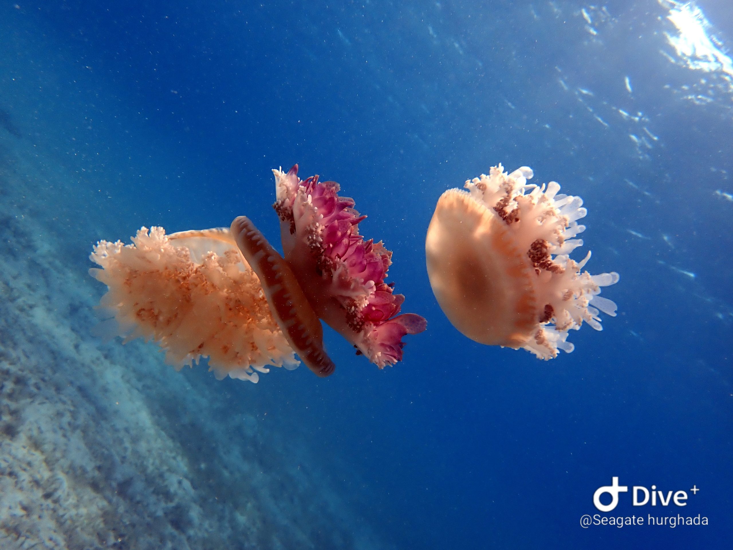 Seagate-Hurghada-Duiken-Scuba-Diving-Koraal-Coral-Driftdive-Driftduik-Jellyfish-Kwallen